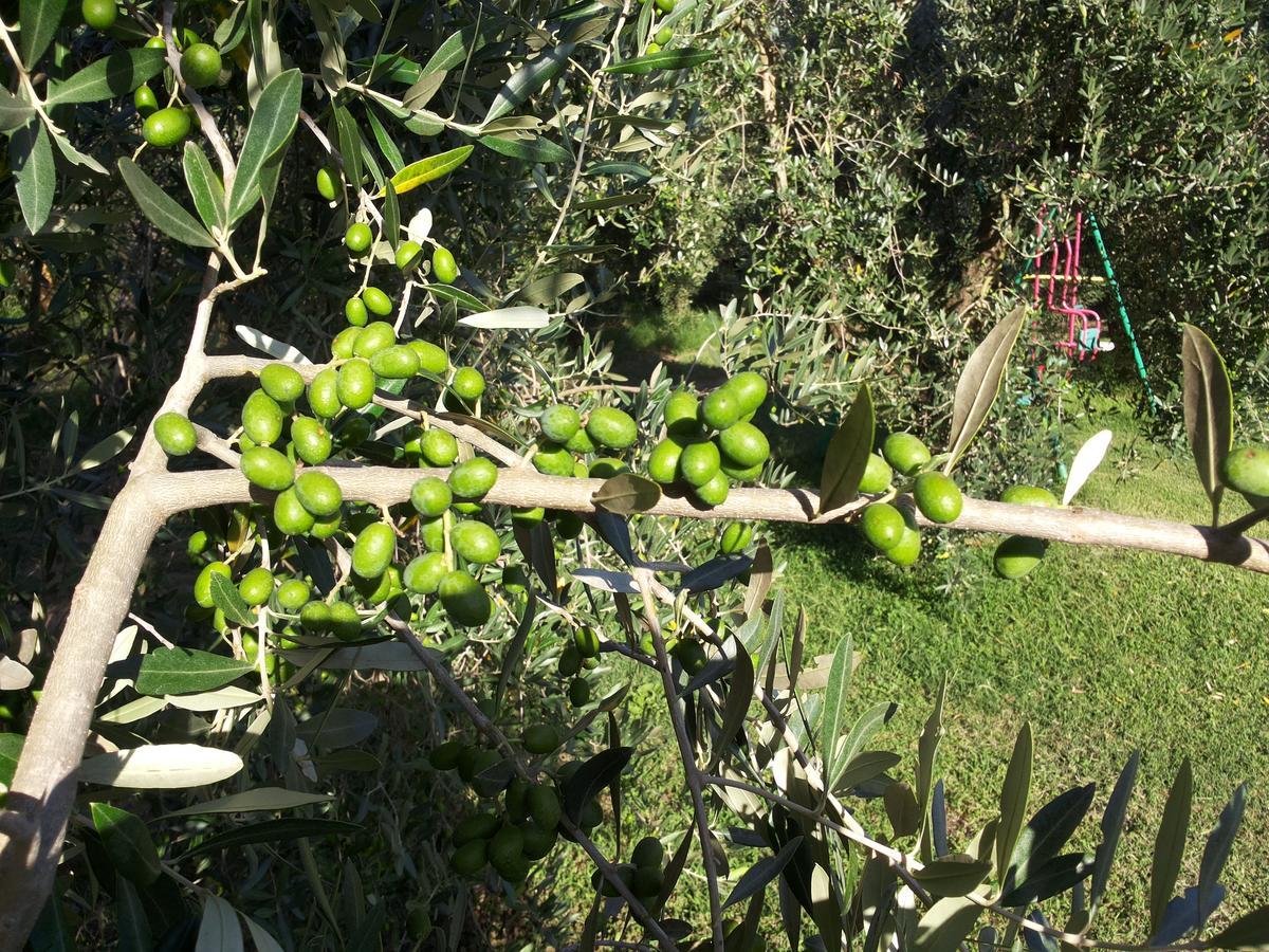 Agriturismo Casale Bonaparte Cellere Екстериор снимка